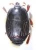 Atholus corvinus